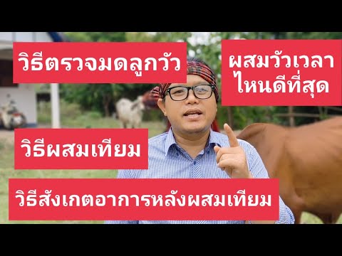 วิธีผสมเทียมวิธีตรวจมดลูกวัว - อาชีพสร้างรายได้Channel