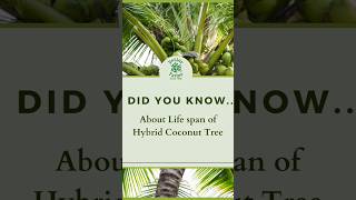 Do you Know About Life Span of Hybrid Coconut Tree? #hybridcoconuttree