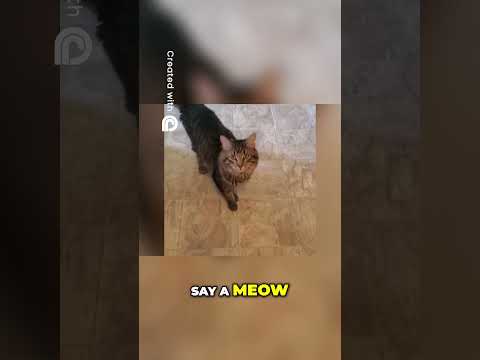 Hungry?  Join the Fun with Our Meow Challenge!