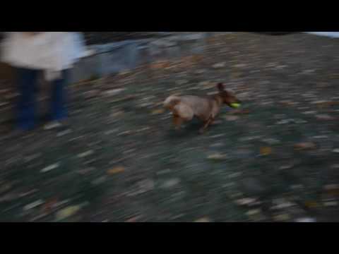 Penny being chased