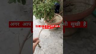 #sukhshantikeupay #bageshwardhamsarkarkeupay #motivation #ytshorts
