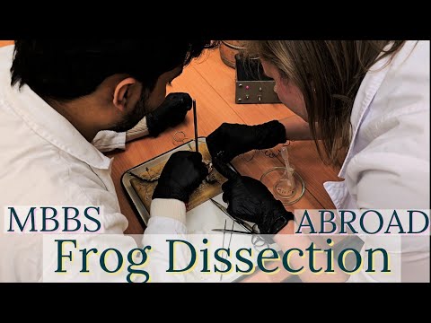Practical class | Dissecting a Frog 🐸 | Mbbs Diaries | Kazan State Medical University | 🥼💉