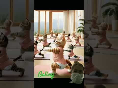 #funnycats #welltrainedcats#catlover