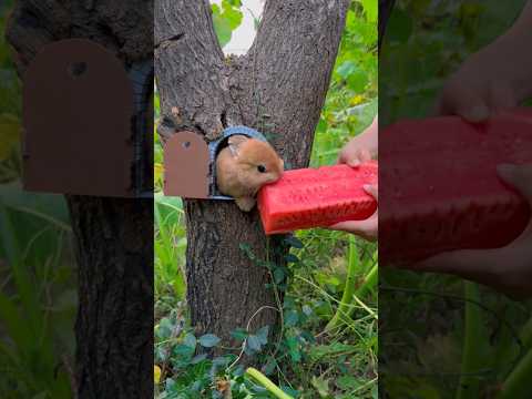 Treehouse Treat: Mischief Bunny’s Watermelon Feast! #cute #rabbit #watermelon #shorts #video #love