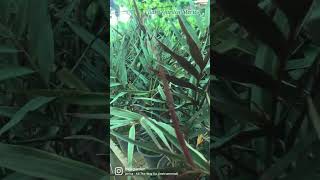 Indoor Plant #indoorplant #plantforsale