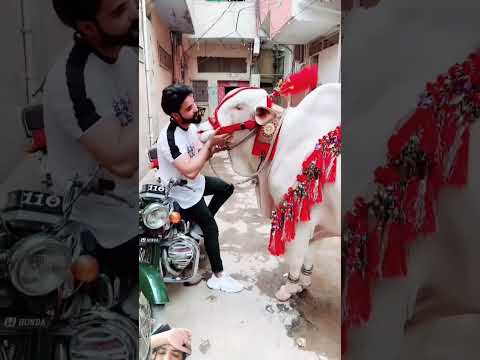 Ma Sha Allah havey bull#cow #eidulazha #goat #bakramandi #animals #bakraeid #bull #viral