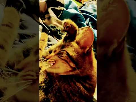 Awesome cat#cat#yes
