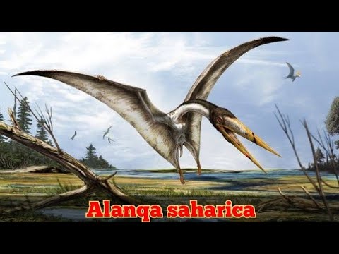 Todo sobre Alanqa saharica