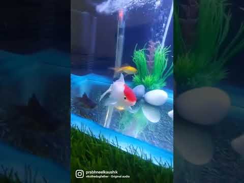 my fishes 🐟♥ #redcapgoldfish #goldfish #goldfish_ranchu #goldfishaquarium