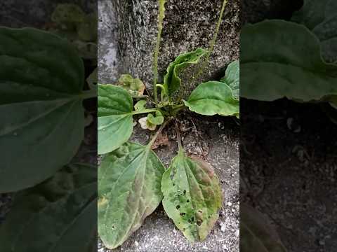 Weeds disappear in 2 minutes without chemicals