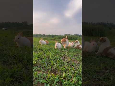 Puppy & Bunny Pals: Baby Rabbits Meet Their Fluffy Friends! #play #video #rabbit #dog #shorts #love