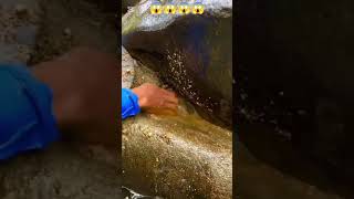 #gold #mining #goldbusiness #goldindustry #nature #cleaning #mud #love #goldmining 😱😱😱😱