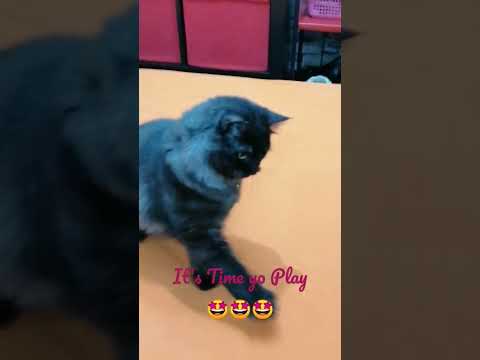 Cat's Play Time 🤩🤩🤩 #catlover ,#catsshorts ,#catvideos