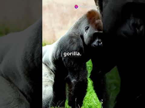 What Animal is the Strongest? 🦍💪 #animalfacts  #strength  #wildlife