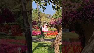 Chiang Mai Flower Festival 2025 #chiangmaiflowerfestival  #chiangmaithailand #travelthailand