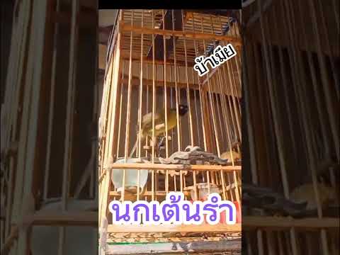 มาดูลีลาการเต้นของนกต่อกันนะครับ