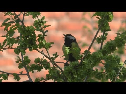 Футаж. весеннее утро. зеленеющий вяз. пение птиц и синицы