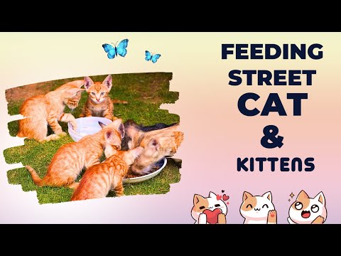 Angry Cat Falls In Love With me |Cute Cat | Kit cat TV | Video 3|