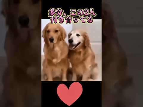 【犬に負けとる】#dog #love #犬 #comedy #shorts #恋人