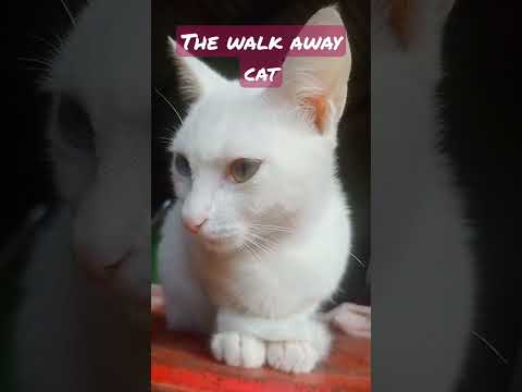 he walk away #shortvideo #cat #subscribe #catlife
