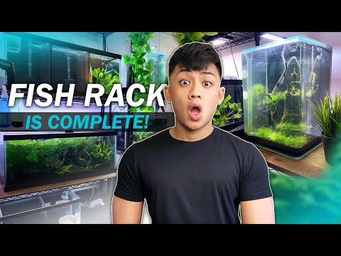 Fish rack update: moving tanks, cable management, maintenance (fish room vlog)