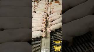 PIGLETS FEEDS AND FEEDING TIPS REGULARLY #shorts #shortvideo #pig #piggery #PIGFARM