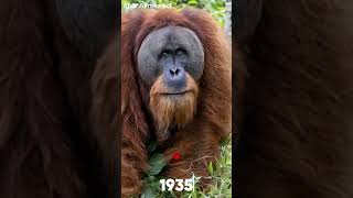 Gigantopithecus, the biggest Ape of the world #trending #animal #history #facts #wildlife