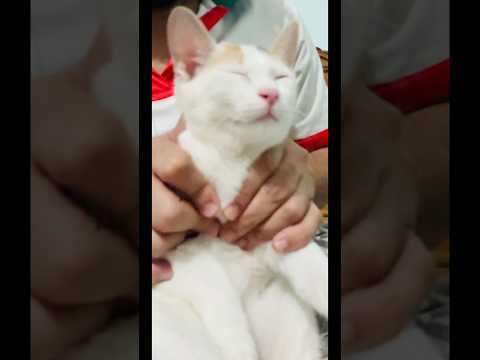 Y Qué Fue -cat version ❤️ #cat #catdance #yquefue #catlover #catvideos #funnycats #tomandjerry