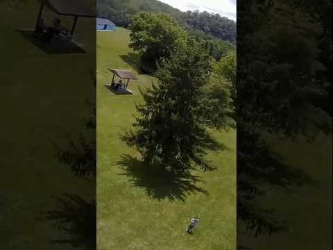 Didn't see the tree there