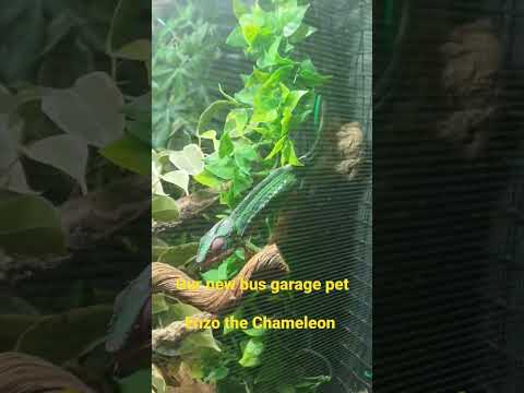 Enzo the Willesden Bus Garage Chameleon.