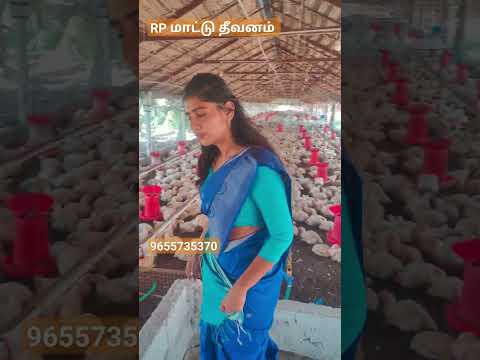 #cattlefeed #cornfodder #agriculture #cornsilage #farming #corn #cow #ஆடு