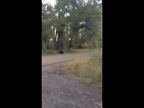 BEAR!!!