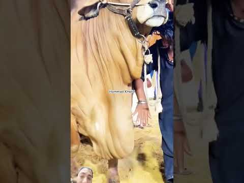 Ma Sha Allah#subhanallah #animals #love #cow #animals #bull #beautiful #bakramandi #viral