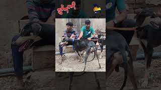 கன்னி | Kanni Dogs