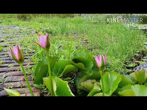 สัมผัสธรรมชาติ ป่าเสม็ดโบราณ