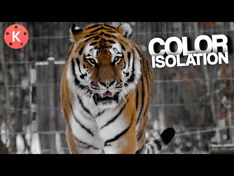 Color Isolation in Kinemaster | Color Splash | KINEMASTER | @zohaibshahzad1137