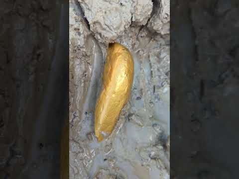 gold search in the river #goldhunter #minergold