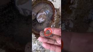 #traditionalgoldmining from natural gold traps with a crazy result#goldrush #goldmining #goldpanning