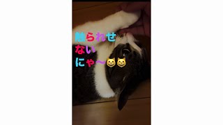 触られせないにゃん😹😹お腹触られるとこそばゆいんだ😹⁉️(字幕あり版😹)
