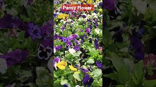 Pansy Flower  🌺|Gardening Tips   #shortsvideo #pansy #pansyflower  #trendingshorts