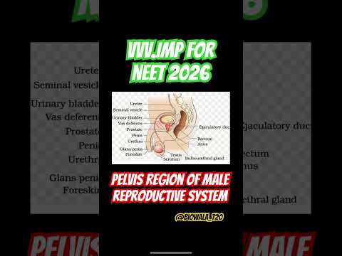 Most Important diagram of Male pelis region for neet 2026 #studiestoday #mypreparation #neet#biology