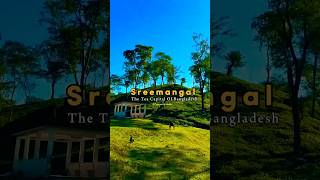 Sreemangal The Tea Capital Of Bangladesh 🤗❤️   #shorts #viralvideo #sreemangal #teagarden