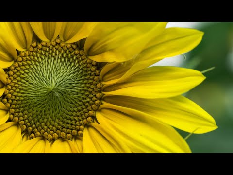 See the Beauty in Everything - An Awakening Exercise