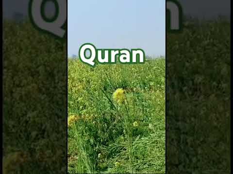 Quran pak 🤲 translation #quran #tarjuma #mashaallah_ماشاءالله