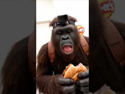World’s Largest Buc-ee’s with Bigfoot & Yeti