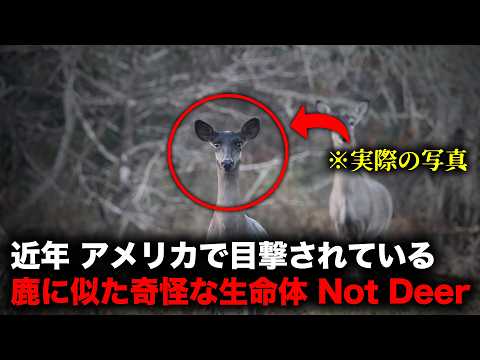 近年アメリカ各地で目撃談が急増している謎の生命体「Not Deer」（鹿にあらざるもの）【怪談】