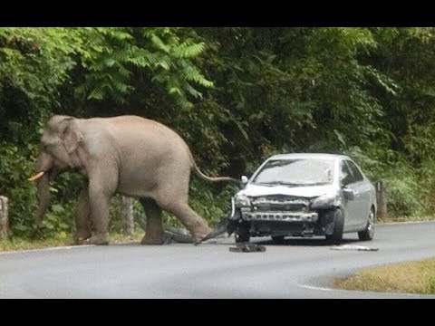 Elephant  lifting car in munnar