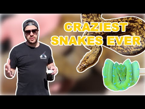 CRAZIEST Snakes I've EVER Seen! (Reptile Room Tour Ft. MJ Exotics Cartal)