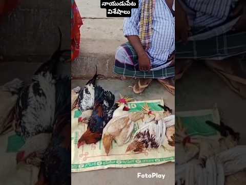 నాటు కోళ్ల తో మళ్ళీ మీ ముందుకు#comedy #food #shorts #shortvideo
