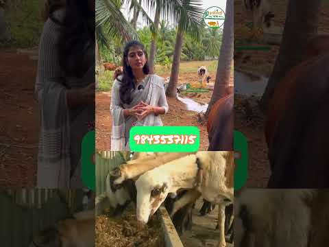 மாடு ஆடு பண்ணையில்  இரட்டிப்பு வருமானம் தரும் CFC தீவனம்  #மாடு #கோதுமைதவிடு #ആട് #പശു